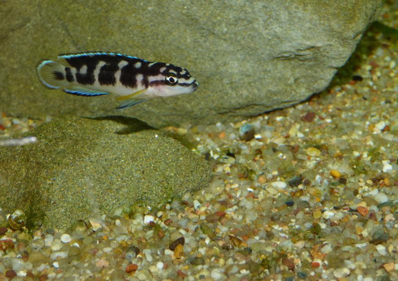 300L Tanga Julidochromis transcriptus Pemba P1050801-5036599