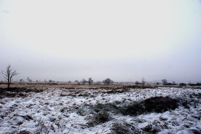 Z Belgique   un jour de janvier 2015 en Fagnes Ddsfd-031-499a70b