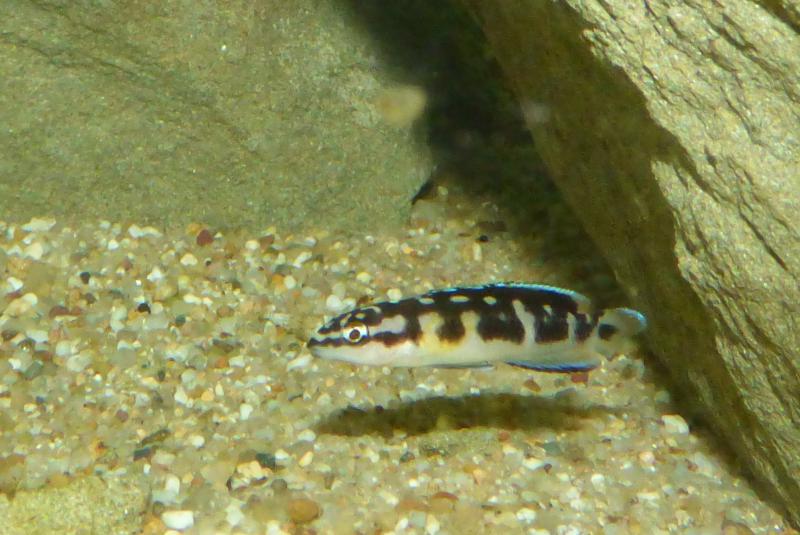 300L Tanga Julidochromis transcriptus Pemba P1050805-50365a2