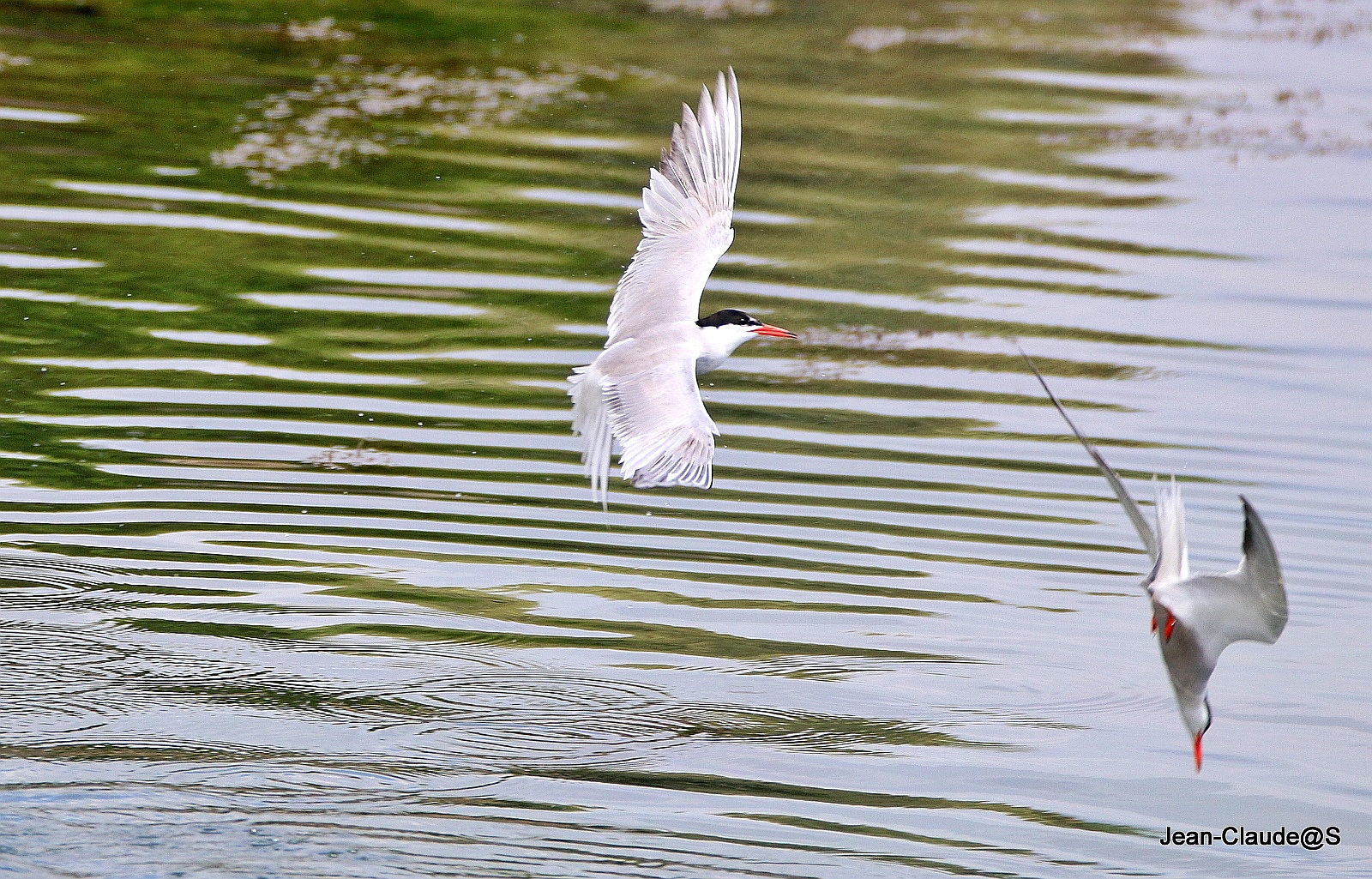 Les oiseaux de la Ria d'Etel - Page 5 Img_0100-54a696c