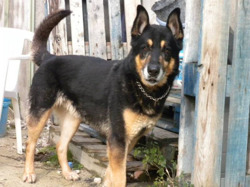 WOLF - x berger allemand 11 ans (5 ans de refuge)  CDA à Cabries (13) Wolf-50fd40f