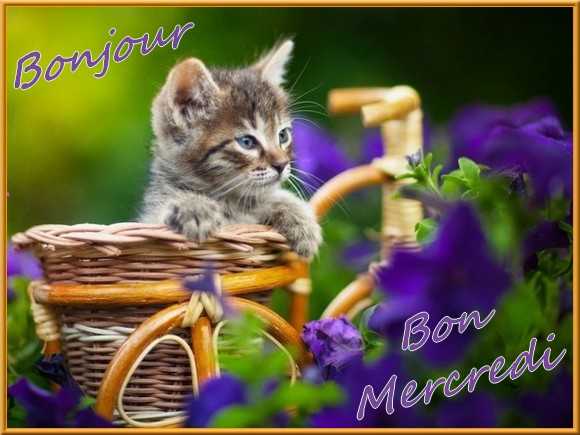 Petit Bonjour, petit Bonne Nuit et â bientôt.... - Page 2 Chatopa-54858d8