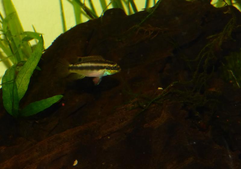 pelvicachromis kribensis "edea" P1040599-4fa654e