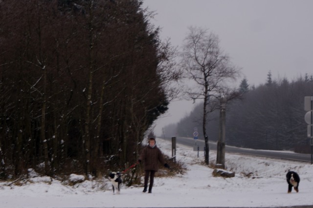 Z Belgique   un jour de janvier 2015 en Fagnes Ddsfd-019-499a6cd