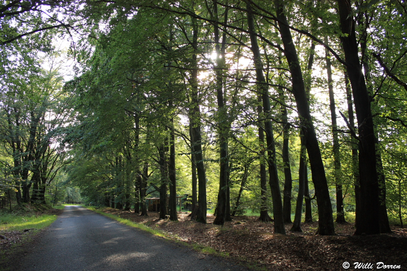 sous bois dans les fagnes ( Belgique ) Dpp_-fagne--0009-4b1eb0c