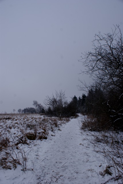 Z Belgique   un jour de janvier 2015 en Fagnes Ddsfd-020-499a6d8