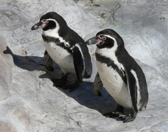 Une petite histoire par jour (La France Pittoresque) - Page 14 1024px-humboldt_penguins-5514617