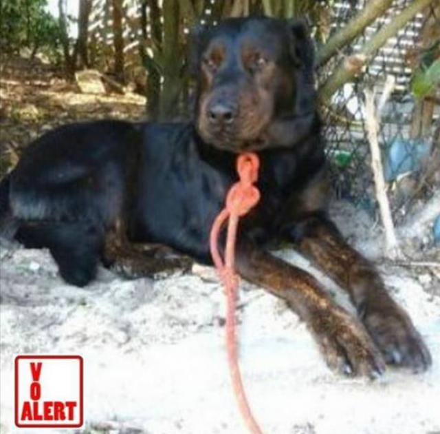 PERDU - TYLOUP - mâle X Beauceron/Cane Corso - DEPT 40 Tyloup-4fce968