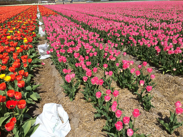 Petit tour au Benelux (2/3) 16-tulipesautour-4b634c4