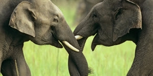 PETITION - pour la fin de l'ivoire Elepha10-51d3eaf