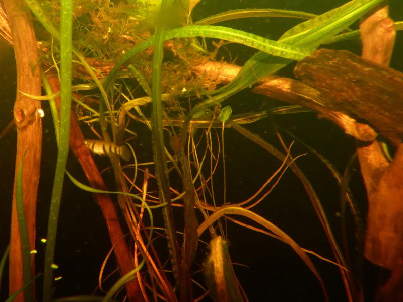 pelvicachromis kribensis "edea" P1060212-509bd4f