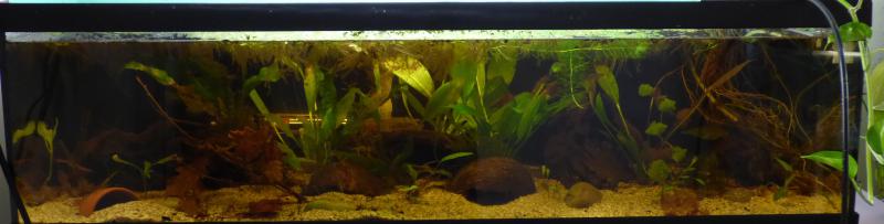 pelvicachromis kribensis "edea" P1060571-516436a