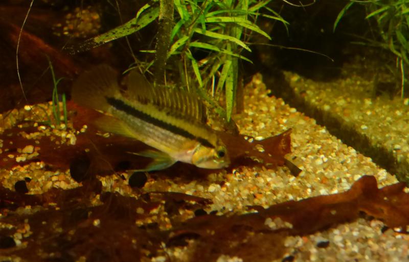 apistogramma cacatuoides Colombie P1040709-4fa634e