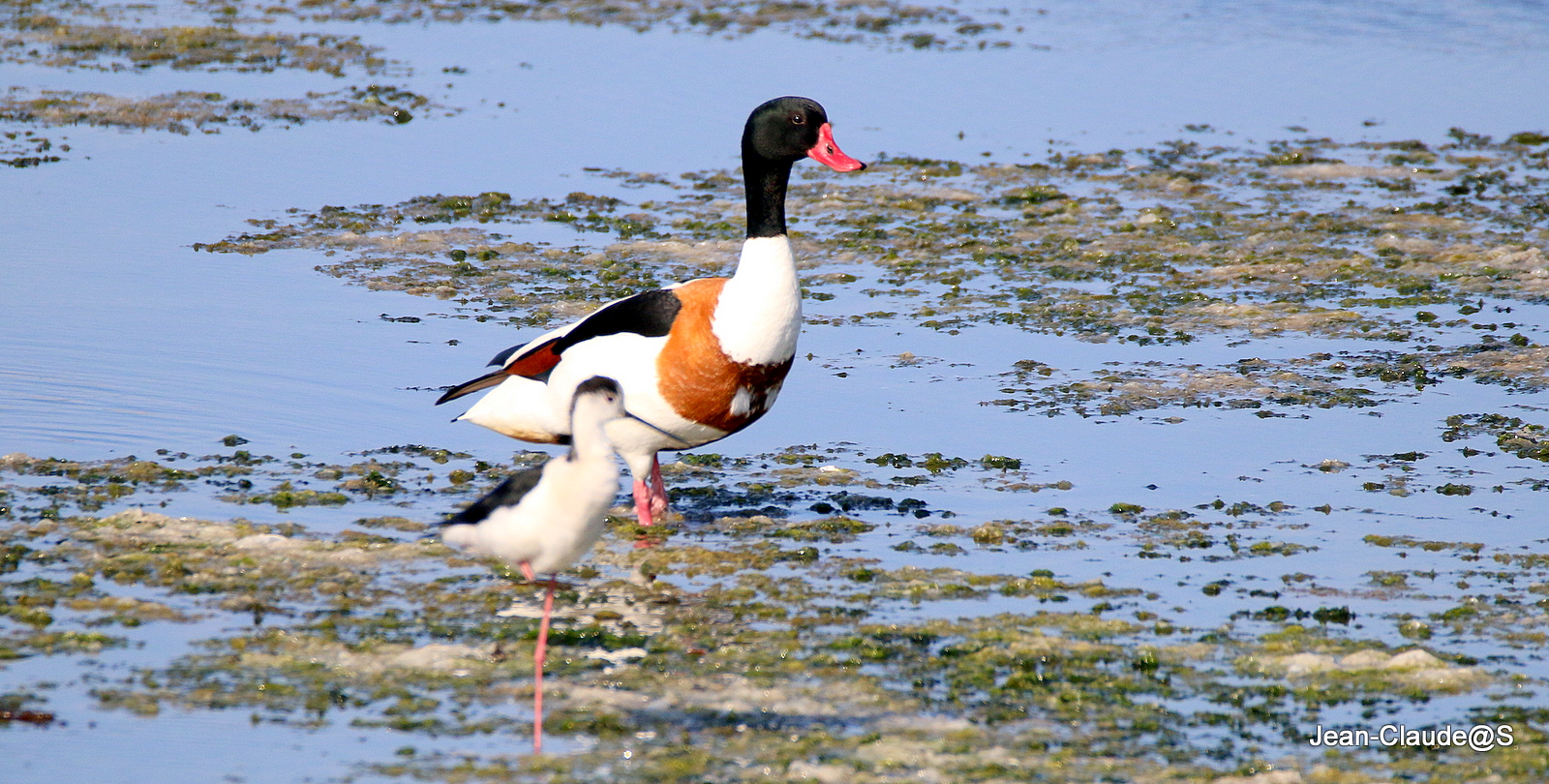 Les oiseaux de la Ria d'Etel - Page 10 Img_9330-598dd69