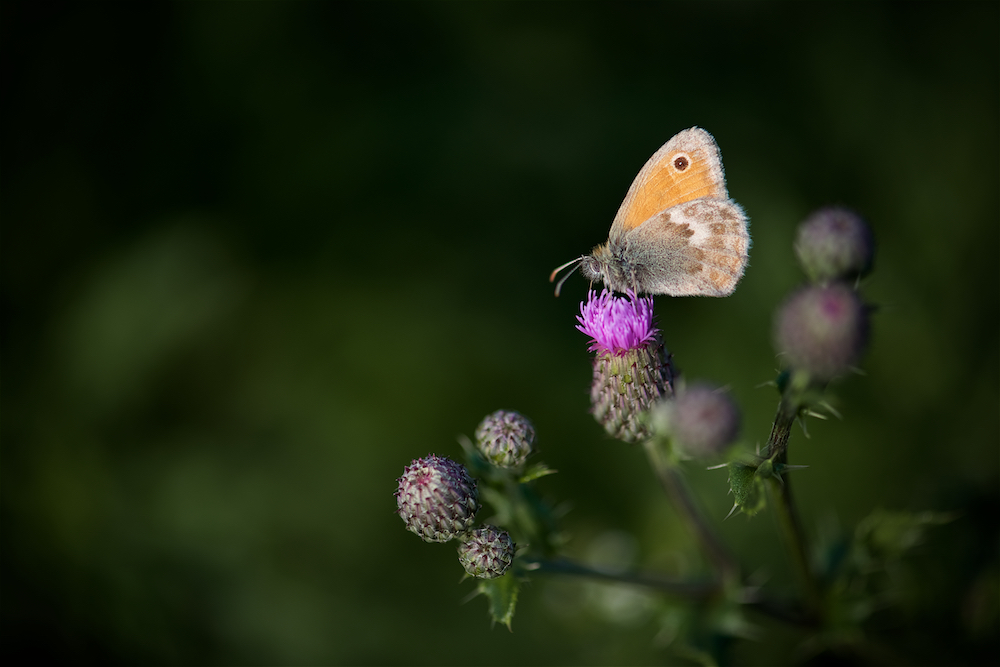 Coenonympha pamphilus Dsc_0069-5923b24