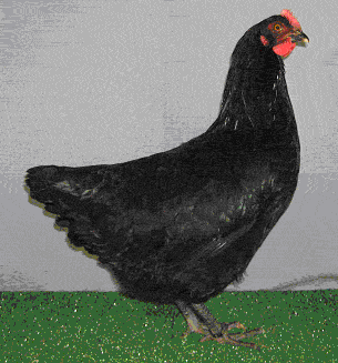 Cotentine Contentine-poule-fc2609