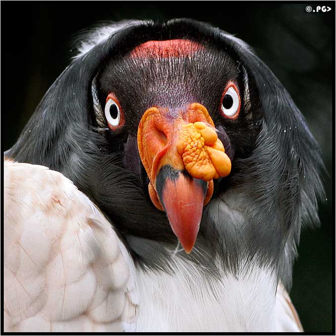 un oiseau - ajonc- 11 octobre trouvé par Jambi Sylvie  Condor_roi_08-17d8cc7