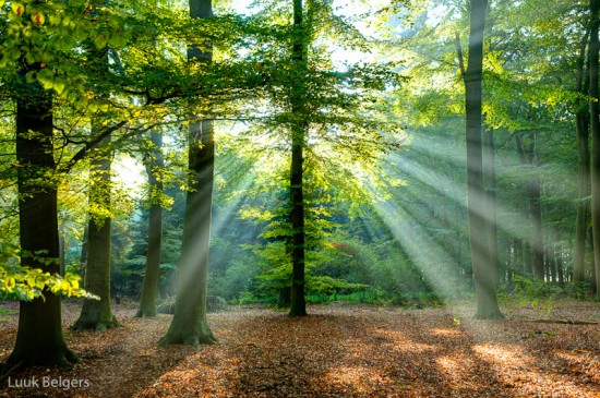 La Forêt et la Rivière Arbres-3d1acde