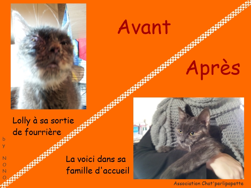 Les avants/après des chats adoptés ou en FA définitive Lolly-3bd0f7e