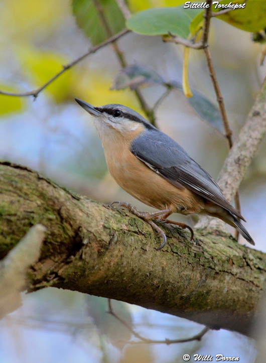 les èspèces d'oiseaux que j'ai eux cet hiver 2012-2013 Dpp_-oiseaux-2---0016-3d3608e