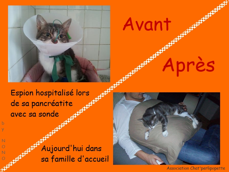 adoption - Les avants/après des chats à l'adoption Espion-3bb73d5