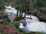 La Forêt et la Rivière Storent_36962-3d85de3