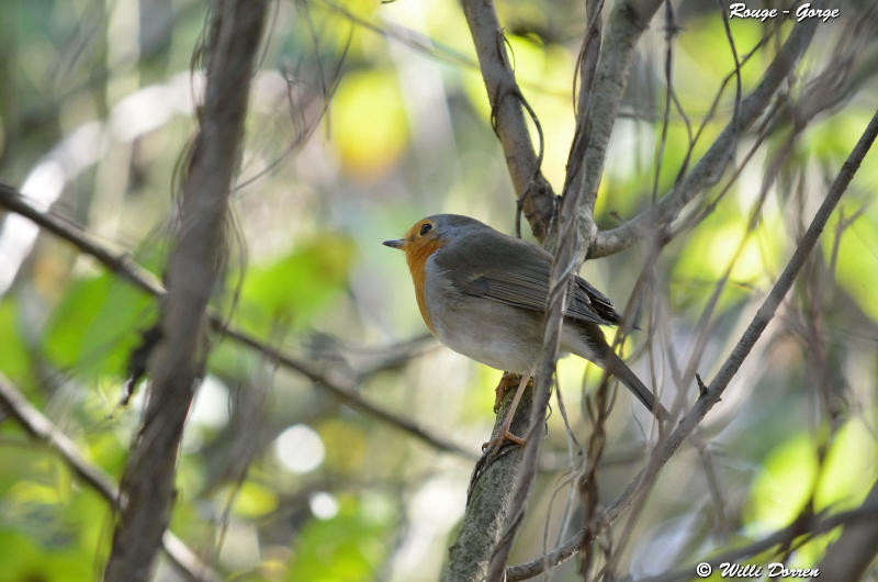 les èspèces d'oiseaux que j'ai eux cet hiver 2012-2013 Dpp_-oiseaux-2---0013-3d36161