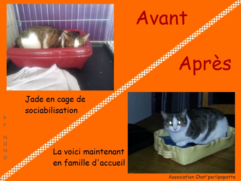 Les avants/après des chats à l'adoption Jade-3bd03e2