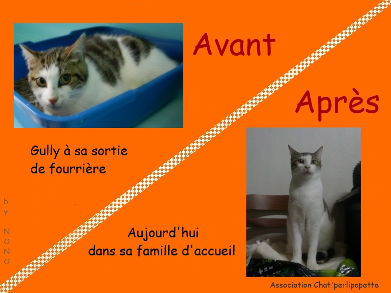 Les avants/après des chats à l'adoption Gully-3cb27ba