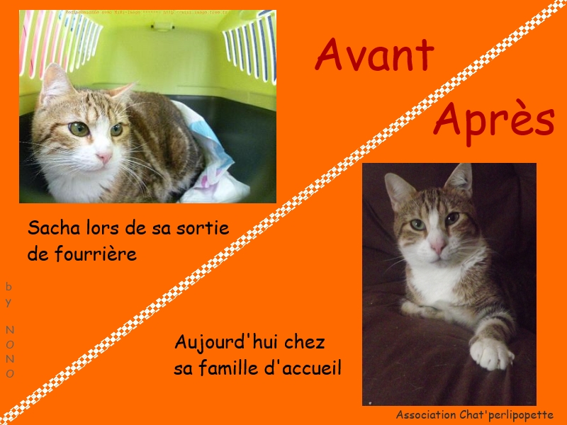 adoption - Les avants/après des chats à l'adoption Sacha-3bce5e7
