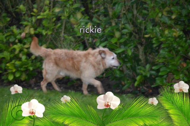 RICKIE - griffon 10 ans - Les Toutous de la 2ème Chance (60) Rickie2-3b87239