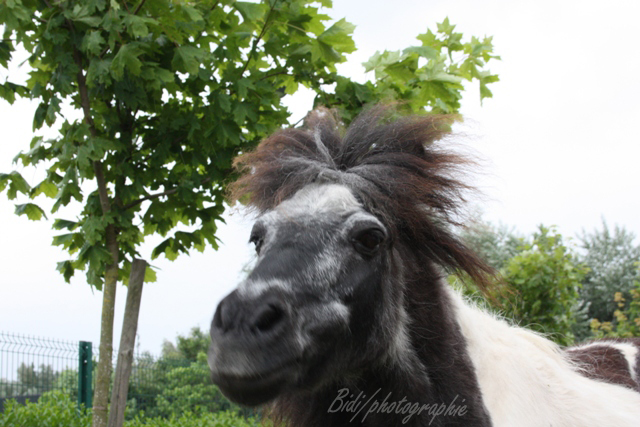 8 ans d'équitation..♥ - Page 7 Img_8311-copie-3f1d85a