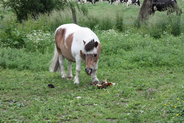 8 ans d'équitation..♥ - Page 7 Img_8307-copie-3f1d849