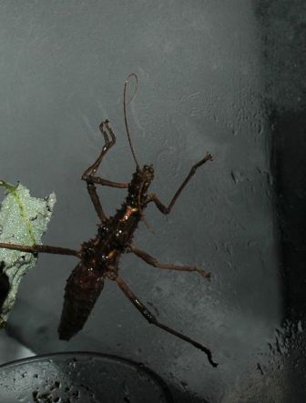 Mes installations d'élevages (Arthropodes) Dsc_8804-3ea0741