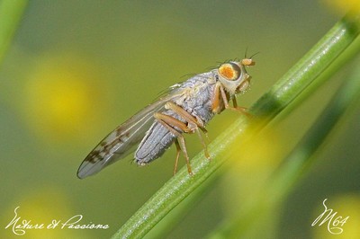  Compil .... les mouches par M64  23 novembre 2013 Img_6301-424ce01