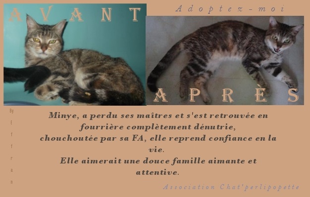 adoption - Les avants/après des chats à l'adoption Minye-409562c