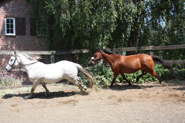 8 ans d'équitation..♥ - Page 8 Img_8485-3f86447