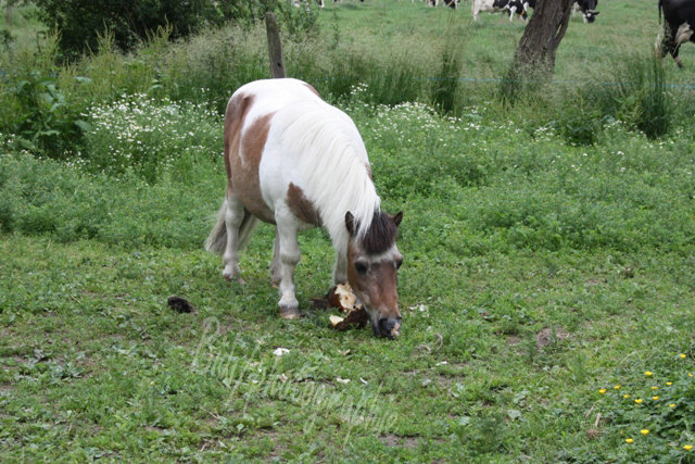 8 ans d'équitation..♥ - Page 7 Img_8308-copie-3f1d850