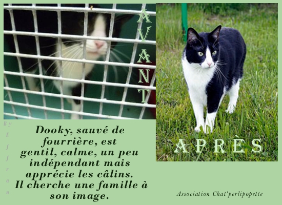 adoption - Les avants/après des chats à l'adoption Dooky-3f2ba63