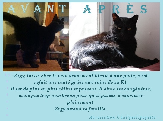 Les avants/après des chats à l'adoption Zigy-41e8125