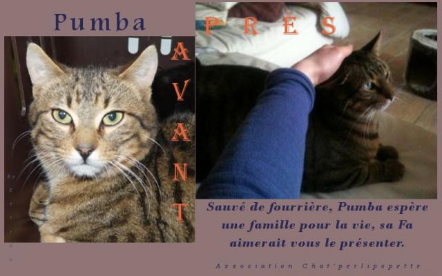 adoption - Les avants/après des chats à l'adoption Pumba-ap-3e06650