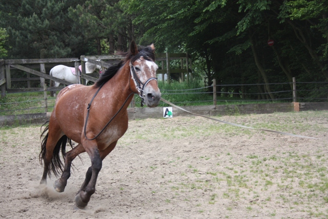 8 ans d'équitation..♥ - Page 7 Img_8159-3ee5237