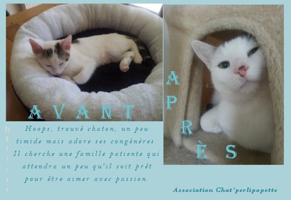 Les avants/après des chats à l'adoption Hoops-43247a4