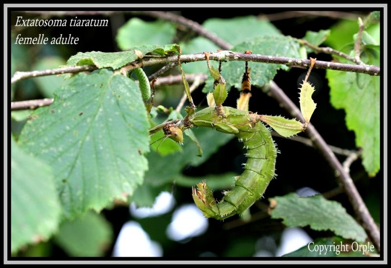 tiaratum - Extatosoma tiaratum (PSG n°009) (CLP n°003) - Page 4 011-41a0d0d