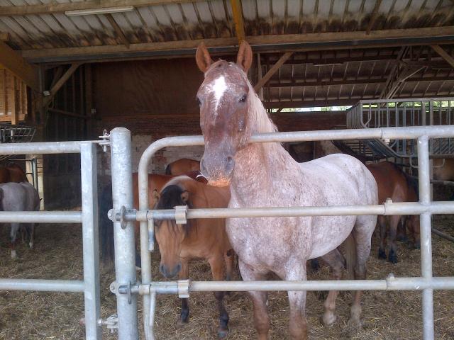 8 ans d'équitation..♥ - Page 7 Img-20130706-00049-3f70acf