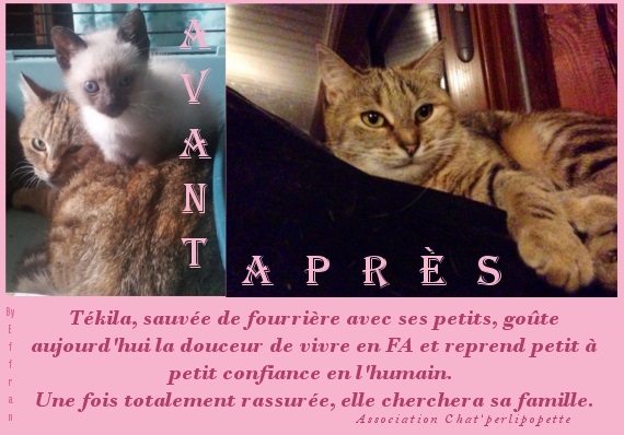 adoption - Les avants/après des chats à l'adoption T-kila-4231c5b