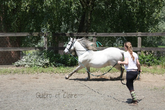 8 ans d'équitation..♥ - Page 7 Img_7283-3eba197