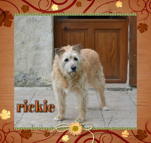 RICKIE - griffon 10 ans - Les Toutous de la 2ème Chance (60) Rickie6-40da808