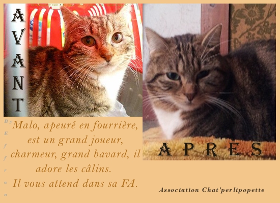 Les avants/après des chats à l'adoption Malo-3f2bce5