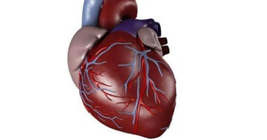 استشارى: الدعامة المعدنية العلاج البديل لأمراض القلب - صفحة 2 S42012131629